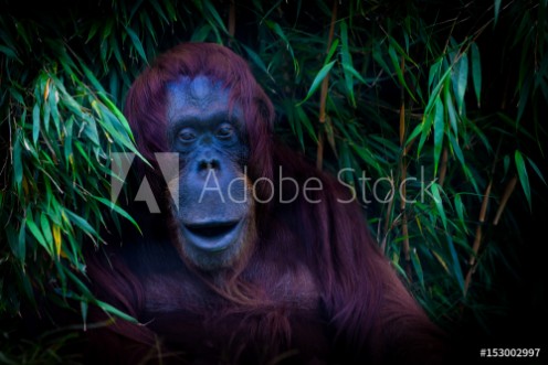 Picture of Freundlicher Orang-Utan